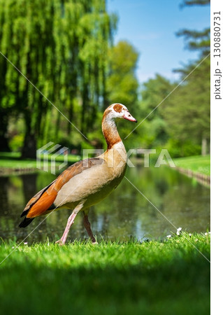 Egyptian Goose Strolling by the Lakeside in a Lush Green Park on a Sunny Day. 130880731