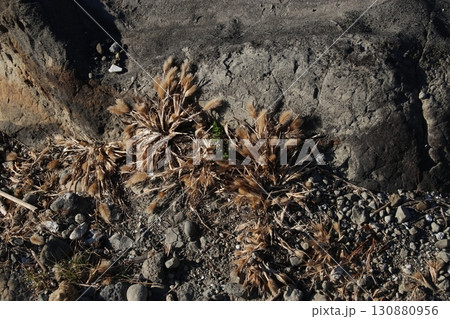 ハマエノコロ 130880956