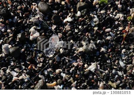 ヨウラククラゲ ヨウラククラゲ 130881053