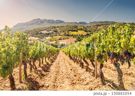Vineyard in a valley surrounded by hills and mountains. Agriculture. Vineyard in a valley surrounded by hills and mountains. Agriculture. 130881054
