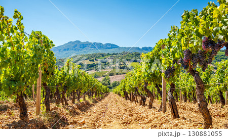 Vineyard in a valley surrounded by hills and mountains. Agriculture. 130881055