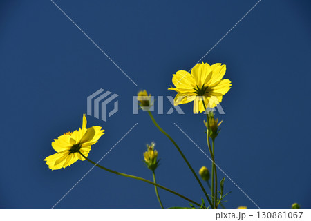 青空に咲くキバナコスモス 130881067