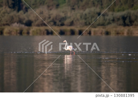 Young baby Flamingo pastel colors in middle of water pond Biguglia in Corsica near Bastia Tall grasses on the background 130881395