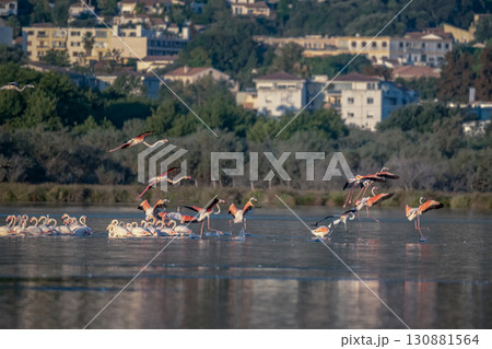 Flamingoes at dawn pastel colors in middle of water pond Biguglia in Corsica near Bastia Tall grasses on the background Flamingoes at dawn pastel colors in middle of water pond Biguglia in Corsica near Bastia Tall grasses on the background 130881564