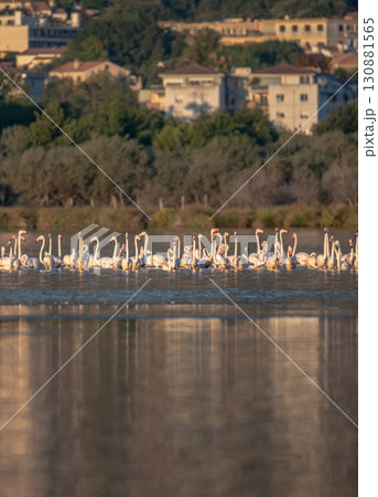 Flamingoes at dawn pastel colors in middle of water pond Biguglia in Corsica near Bastia Tall grasses on the background Flamingoes at dawn pastel colors in middle of water pond Biguglia in Corsica near Bastia Tall grasses on the background 130881565