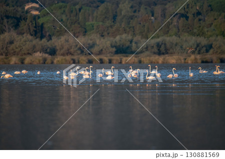 Flamingoes at dawn pastel colors in middle of water pond Biguglia in Corsica near Bastia Tall grasses on the background Flamingoes at dawn pastel colors in middle of water pond Biguglia in Corsica near Bastia Tall grasses on the background 130881569