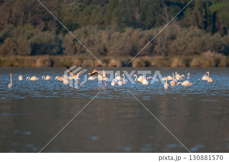 Flamingoes at dawn pastel colors in middle of water pond Biguglia in Corsica near Bastia Tall grasses on the background 130881570