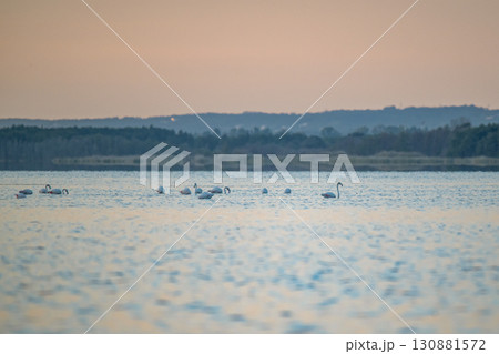 Flamingoes at dawn pastel colors in middle of water pond Biguglia in Corsica near Bastia Tall grasses on the background 130881572