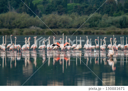 Flamingoes at dawn pastel colors in middle of water pond Biguglia in Corsica near Bastia Tall grasses on the background 130881671
