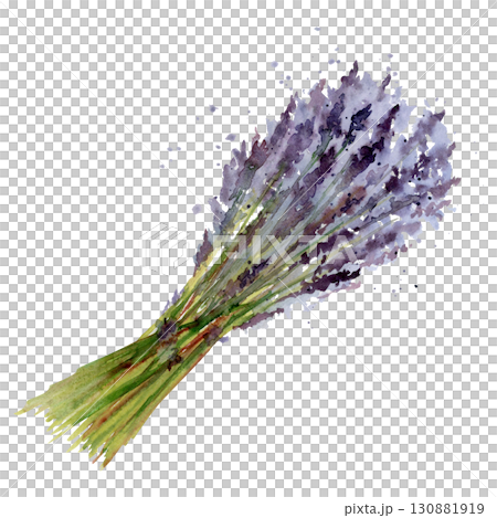 Lavender lavandula purple flowers bundle bouquet hand drawn in watercolor. French Provence rustic style, cosmetics spa aromatherapy. Single object isolated botanical illustration. Wedding florist shop 130881919