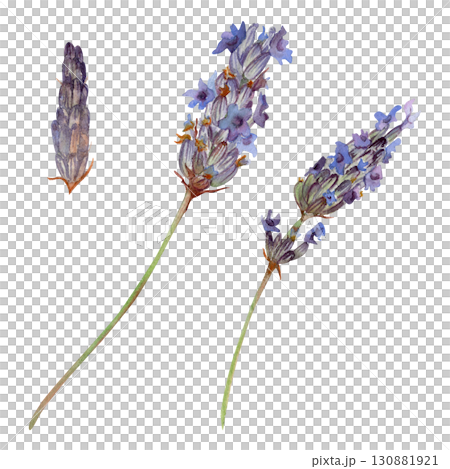 Lavender lavandula purple flowers on stalks hand drawn in watercolor. French Provence cottagecore, cosmetics spa aromatherapy. Single object isolated botanical illustration. Wedding florist souvenirs 130881921
