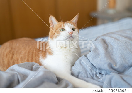 気になって見つめる猫　茶トラ白 130883024