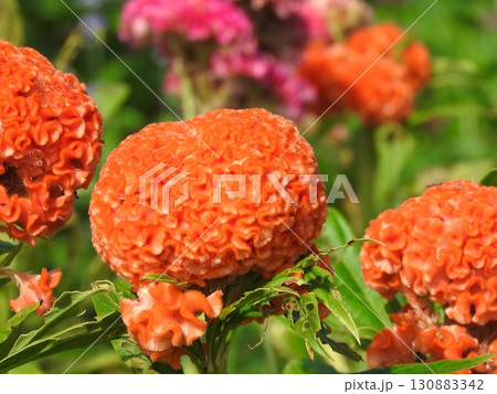 トサカケイトウを品種改良したケイトウ：クルメゲイトウ（久留米鶏頭） 130883342