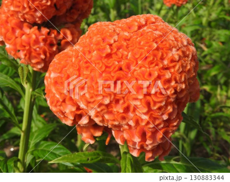 トサカケイトウを品種改良したケイトウ:クルメゲイトウ(久留米鶏頭) トサカケイトウを品種改良したケイトウ:クルメゲイトウ(久留米鶏頭) 130883344