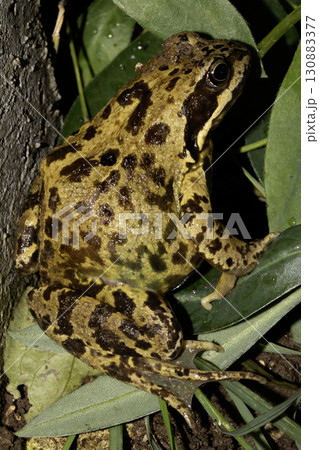 Close up of big British common garden frog in the garden 130883377