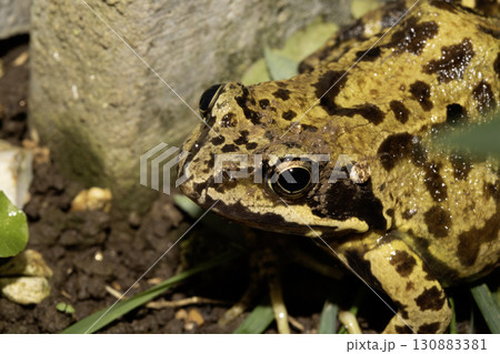 Close up of big British common garden frog in the garden Close up of big British common garden frog in the garden 130883381