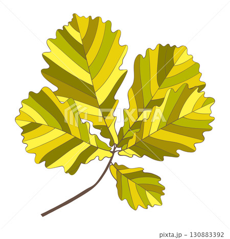 Hand-drawn gold autumn colored oak leaves Hand-drawn gold autumn colored oak leaves 130883392