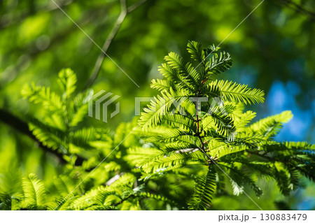 夏の日差しで輝くネムノキの葉03 130883479