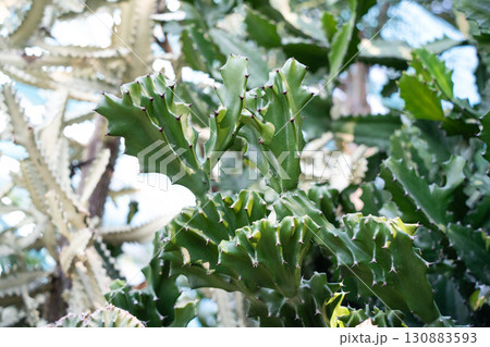 サボテン さぼてん 仙人掌 130883593