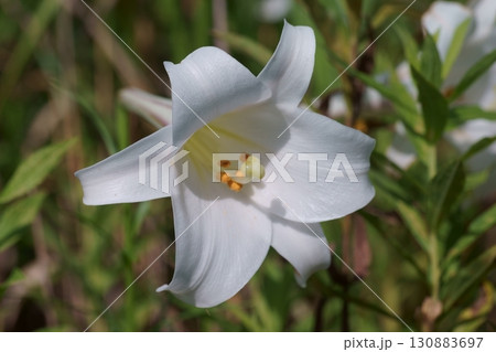タカサゴユリの花 タカサゴユリの花 130883697