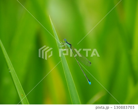 アオモンイトトンボ（青紋糸蜻蛉） 130883703