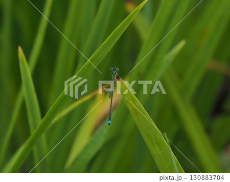 アオモンイトトンボ（青紋糸蜻蛉） 130883704