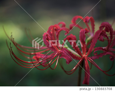 9月に美しく咲いた赤いシナヒガンバナ（支那彼岸花） 130883708