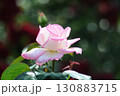 白色とピンク色の色彩の薔薇 130883715