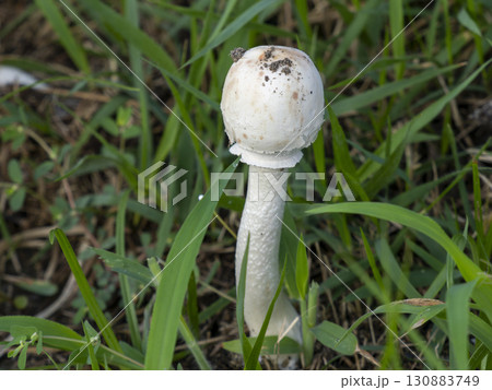 オオシロカラカサタケが生える野原の風景 130883749