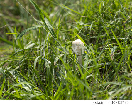 オオシロカラカサタケが生える野原の風景 130883750