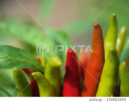 暑い9月に実り始めた赤い唐辛子(トウガラシ)の果実 暑い9月に実り始めた赤い唐辛子(トウガラシ)の果実 130883849