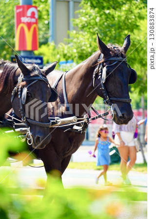 ウィーンの街を行く馬車 歴史ある街並みと観光名所を楽しむ旅風景 130883874