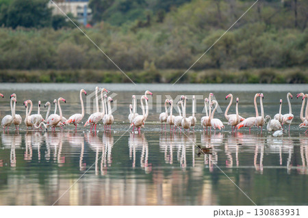 Flamingoes at dawn pastel colors in middle of water pond Biguglia in Corsica near Bastia Tall grasses on the background 130883931