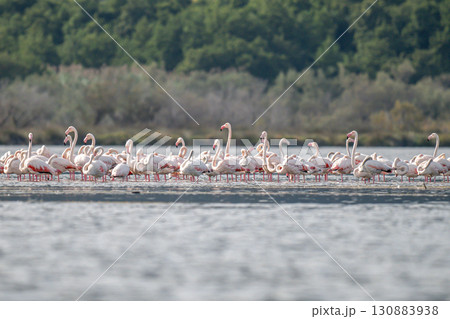 Flamingoes at dawn pastel colors in middle of water pond Biguglia in Corsica near Bastia Tall grasses on the background 130883938
