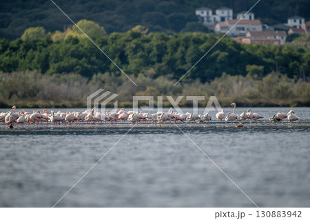 Flamingoes at dawn pastel colors in middle of water pond Biguglia in Corsica near Bastia Tall grasses on the background Flamingoes at dawn pastel colors in middle of water pond Biguglia in Corsica near Bastia Tall grasses on the background 130883942