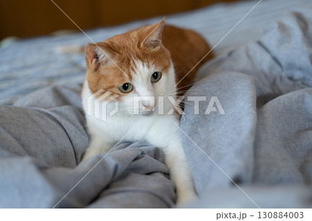 気になって見つめる猫 茶トラ白 気になって見つめる猫 茶トラ白 130884003