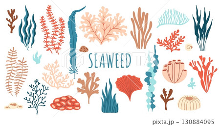 Underwater seaweed, aquarium and sea algae plants. Vector flat set of coral reef tropical wildlife biodiversity. Ocean undersea water life, isolated marine weeds, wracks, laminaria, kelp oceanic flora 130884095