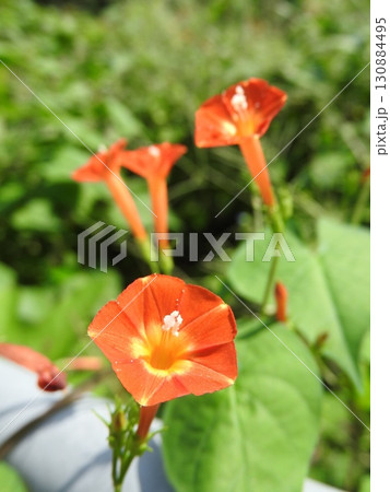 マルバルコウソウ 130884495