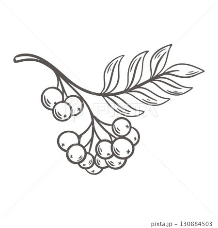 Rowan twig doodle sketch style illustration 130884503