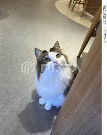 椅子のそばにいる猫 130884706