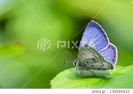 葉に留まるスギタニルリシジミ 葉に留まるスギタニルリシジミ 130884832