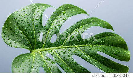 Close up of fresh green monstera leaf with sparkling water drops after rain, tropical plant on gray background, concept of nature and purity. Close up of fresh green monstera leaf with sparkling water drops after rain, tropical plant on gray background, concept of nature and purity. 130884848