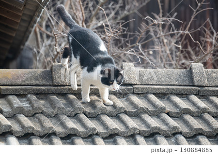 屋根の上を歩く猫 黒白猫 屋根の上を歩く猫 黒白猫 130884885