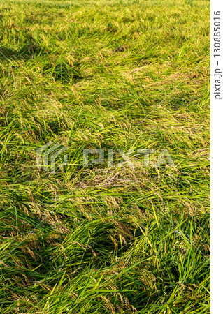 倒れた稲 倒れた稲 130885016