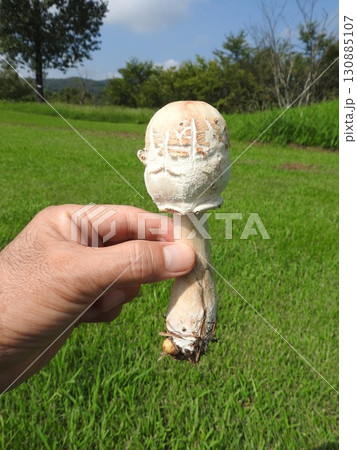 毒キノコの一種「オオシロカラカサタケ」の幼菌状態 毒キノコの一種「オオシロカラカサタケ」の幼菌状態 130885107