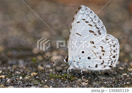 吸水するスギタニルリシジミ 130885119