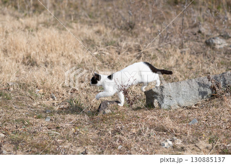 空地を歩く猫　黒白猫 130885137