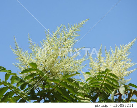 真夏に咲いた「ヌルデ」の花 130885211