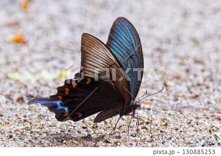 吸水するカラスアゲハの雄 130885253