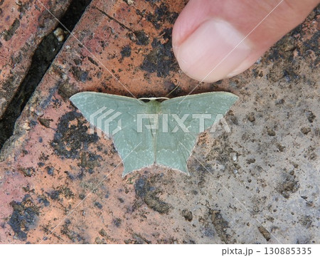 シャクガ科に属する蛾の一種「ヒメツバメアオシャク」 130885335